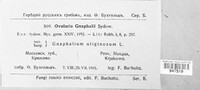 Ramularia gnaphalii image